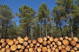 nouveau image bitmap